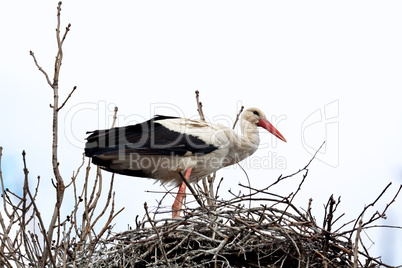 Stork standing in the nest