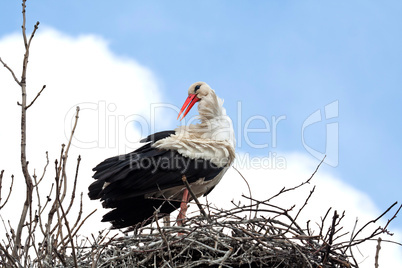 Stork standing in the nest