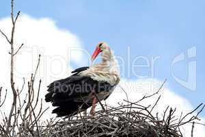 Stork standing in the nest