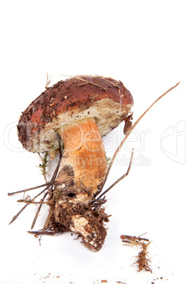 Xerocomus badius  mushroom isolated on white