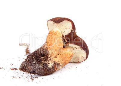 Xerocomus badius twins mushrooms isolated on white