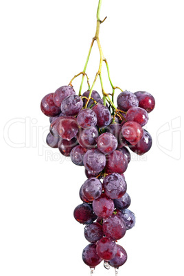 Grape with waterdrops isolated on white