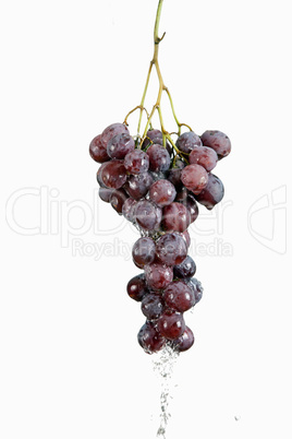 Grape with waterdrops isolated on white