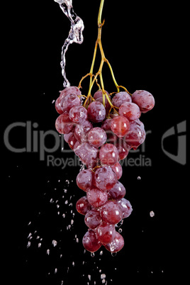 Grape with waterdrops isolated on black