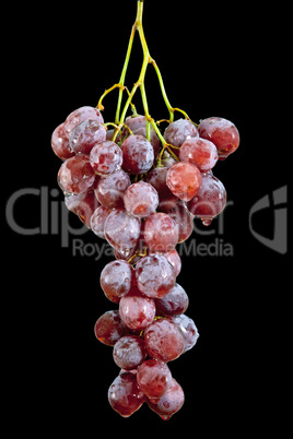 Grape with waterdrops isolated on black