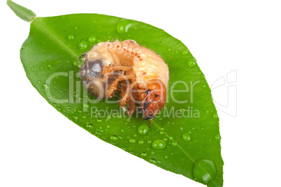 Chafer larva on green leaf