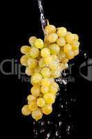 Grape with waterdrops isolated on black