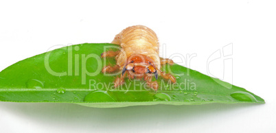 Chafer larva on green leaf