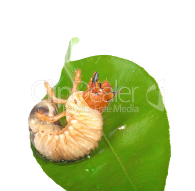 Chafer larva on green leaf