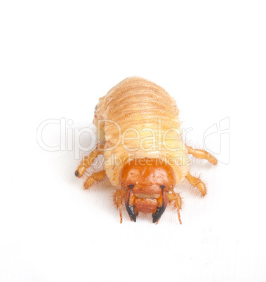 Chafer larva