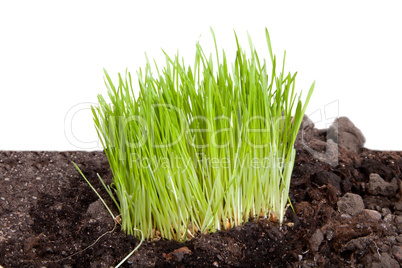 Green grass isolated on white