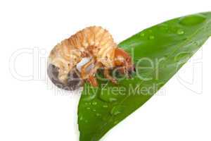 Chafer larva