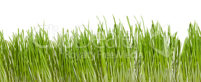 Green grass isolated on white