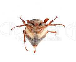 Chafer