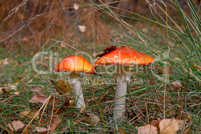 Red amanita mushrooms in the forest