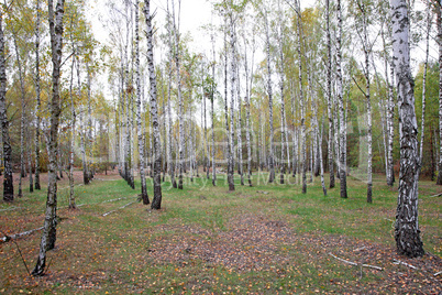Birch trees in the  forest