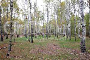 Birch trees in the  forest