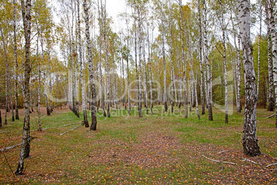 Birch  forest in autumn