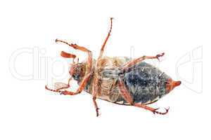 Chafer