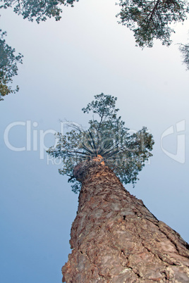 pine tree trunk