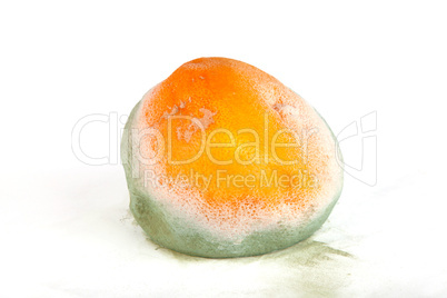 Rotten grapefruit isolated on white