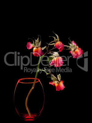 Dead roses in vase isolated on black