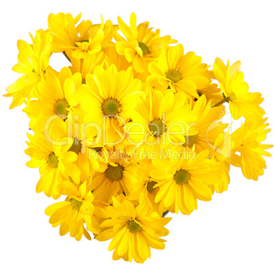 Yellow gerberas isolated on white