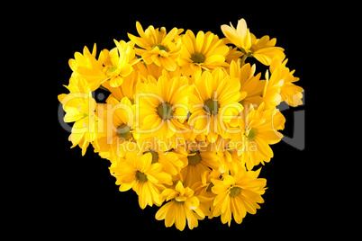 Yellow gerberas isolated on black