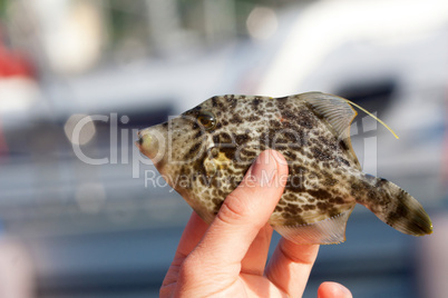 Reticulated filefish