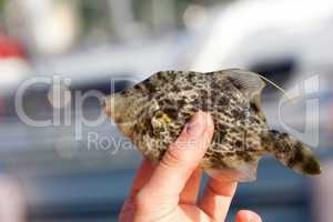 Reticulated filefish