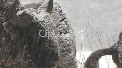 Bison in the winter