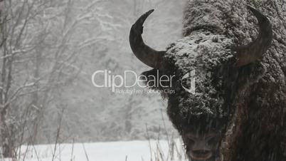 Bison in the winter
