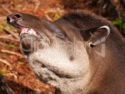 Tapir