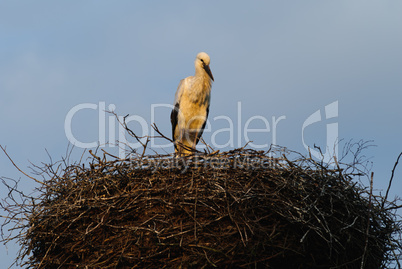 Junger Storch