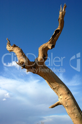 Dead tree in the desert