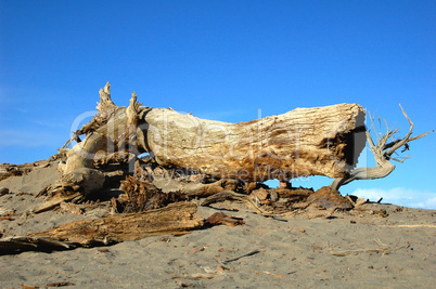 Dead tree in the desert