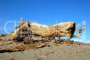 Dead tree in the desert