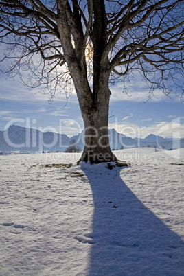 Baum im winterlichen Allgäu