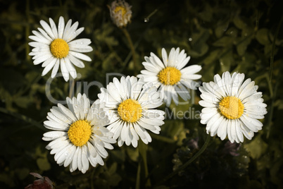 Gänseblümchenblüten