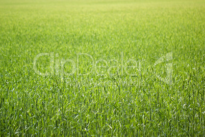 Grünes Feld