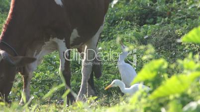 White heron and cow