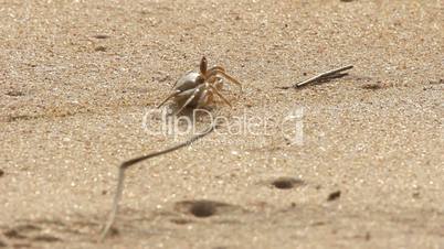 crab at sand