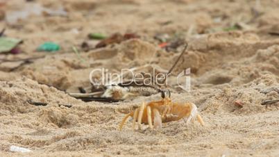 crab at sand