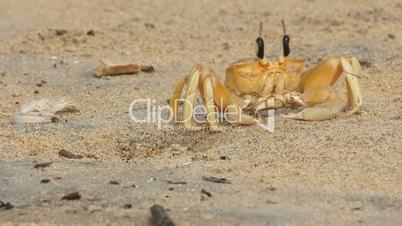 crab at sand