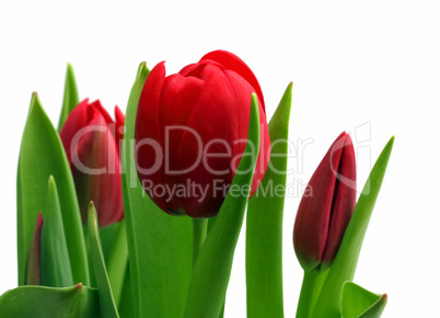 bouquet of red tulips close-up