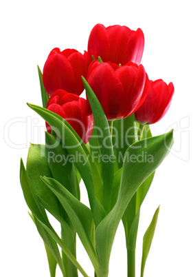 bouquet of red tulips