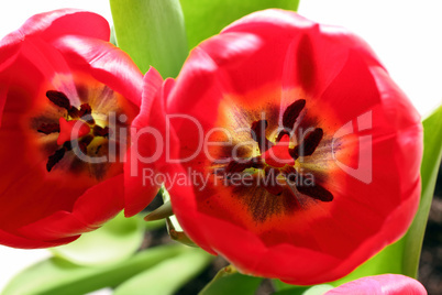 close-up view on red tulips