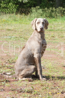 Weimaraner Vorstehhund     Pointing Weimaraner