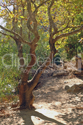 Baum in der Preveli-Schlucht