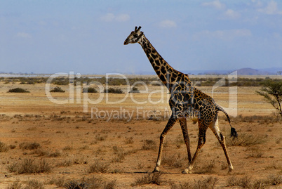 giraffe